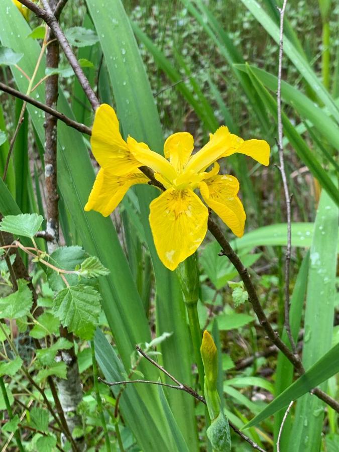 Kabin In The Woods Llandybie المظهر الخارجي الصورة