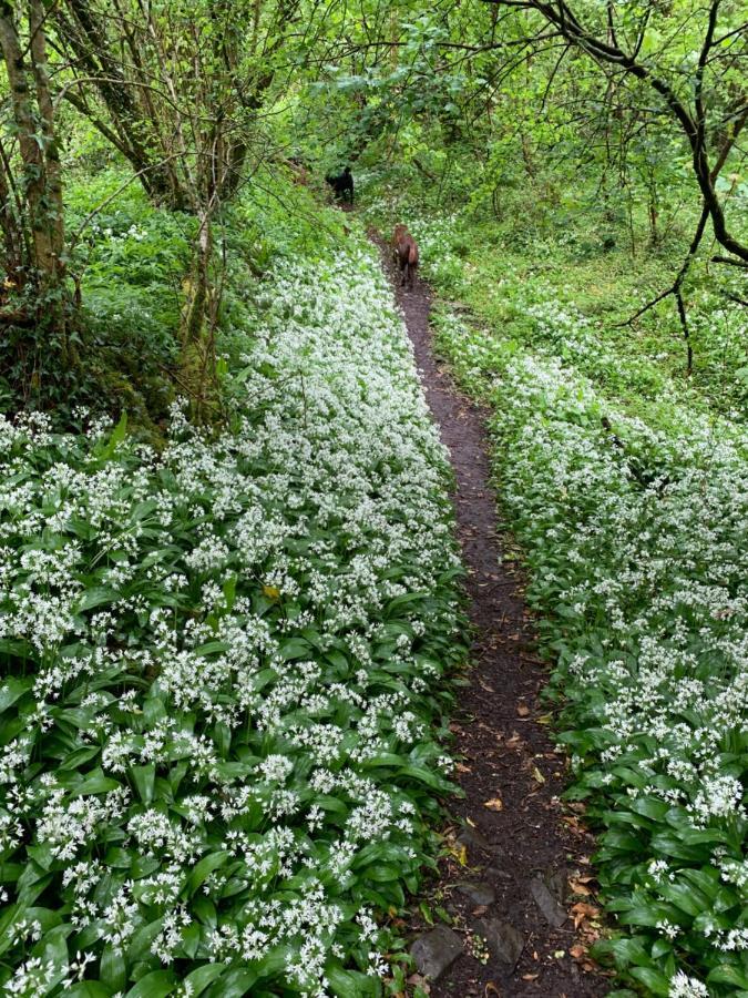 Kabin In The Woods Llandybie المظهر الخارجي الصورة