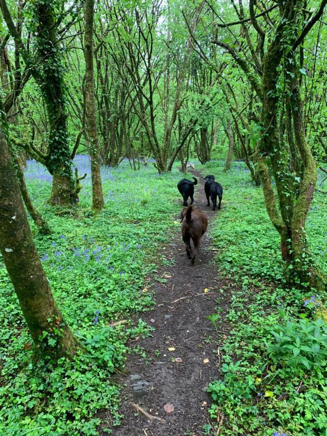Kabin In The Woods Llandybie المظهر الخارجي الصورة
