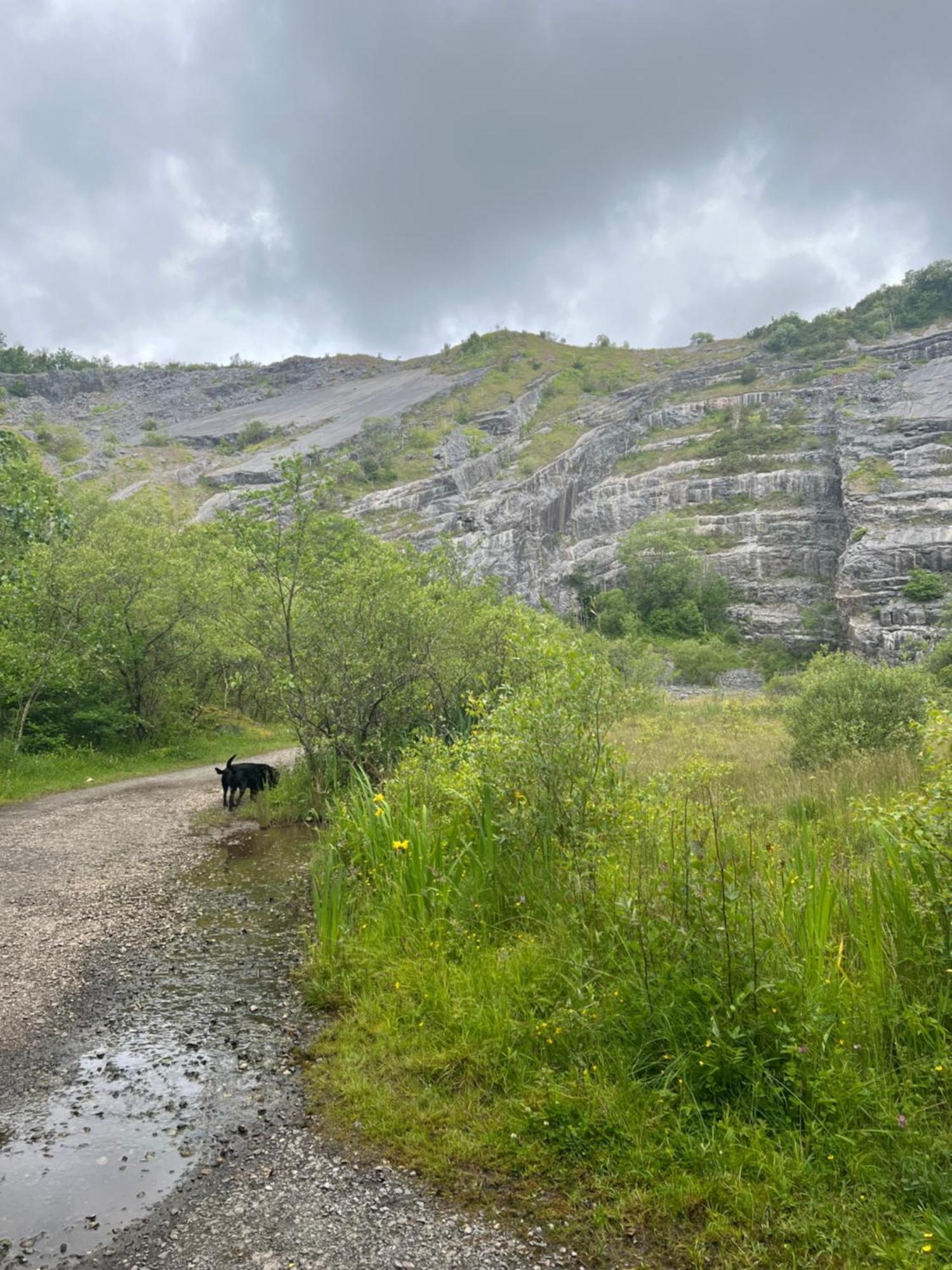 فيلا Llandybieفي Kabin In The Woods المظهر الخارجي الصورة